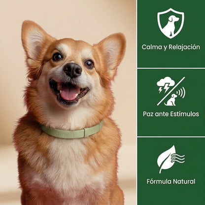 Collar para calmar la ansiedad de tu perro