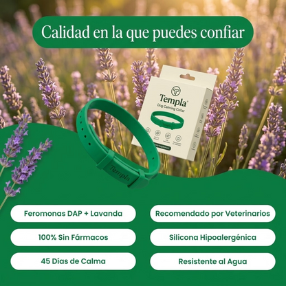 Collar para calmar la ansiedad de tu perro